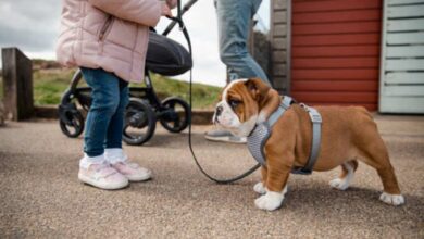 Know The Advantages Of Using English Bulldog Harnesses