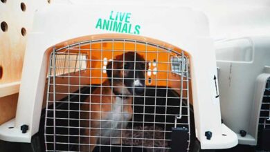 Cargo Animal Transportation