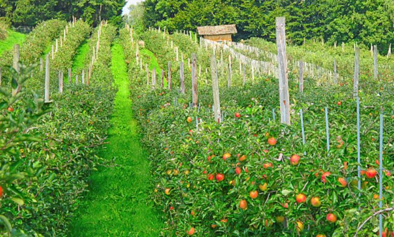 Redefining Orchard Luxury with Victoria Dwarfs