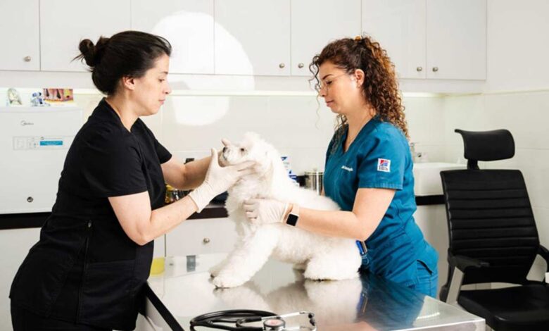 Two veterinarians examine a fluffy white dog on a stainless steel table in a bright clinic. One wears black scrubs, the other blue, both focused and caring.