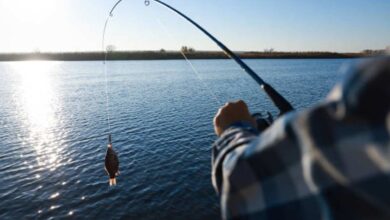 Understanding Fishing Regulations and How Lawyers Defend Against Violations
