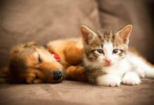 How to Prepare Your Home for a New Puppy or Kitten