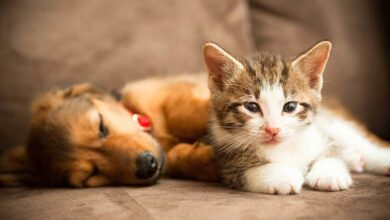 How to Prepare Your Home for a New Puppy or Kitten