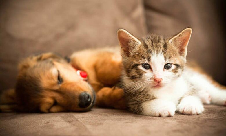 How to Prepare Your Home for a New Puppy or Kitten