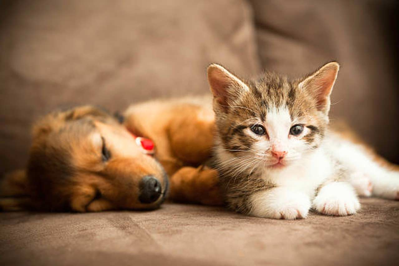 How to Prepare Your Home for a New Puppy or Kitten