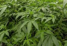 How Cannabis Consumers Build Their Personal Preferences Over Time