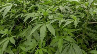 How Cannabis Consumers Build Their Personal Preferences Over Time