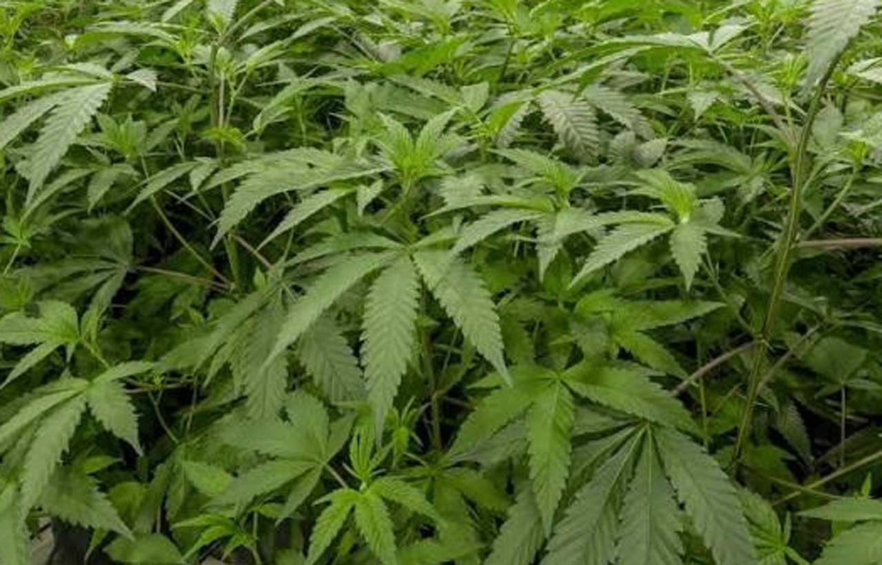 How Cannabis Consumers Build Their Personal Preferences Over Time