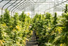 THC Vape Safety Tips: How to Avoid Harsh Hits and Contaminants