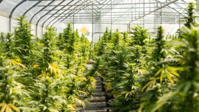 THC Vape Safety Tips: How to Avoid Harsh Hits and Contaminants