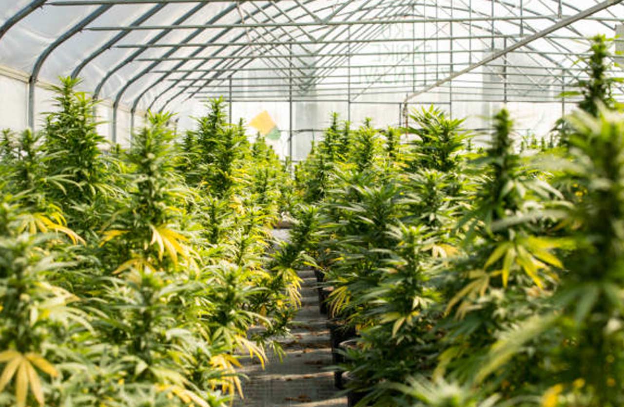 THC Vape Safety Tips: How to Avoid Harsh Hits and Contaminants