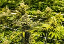 What Defines a Premium Cannabis Experience in 2026?