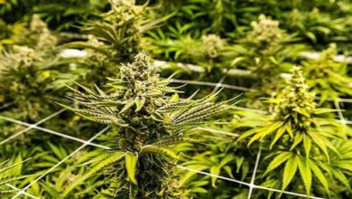 What Defines a Premium Cannabis Experience in 2026?