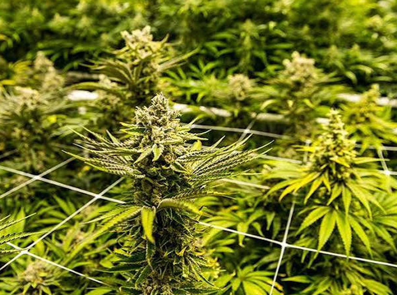 What Defines a Premium Cannabis Experience in 2026?